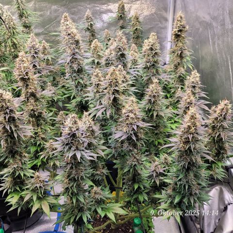 Fast Diesel growlog timeline photo