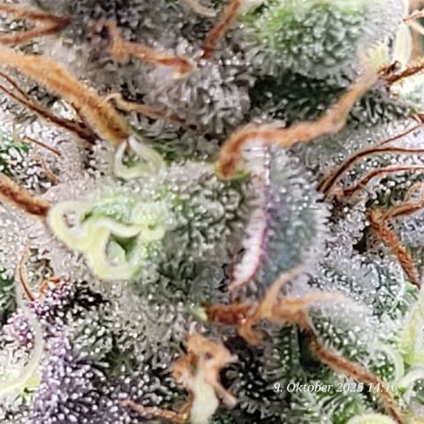 Fast Diesel growlog timeline photo