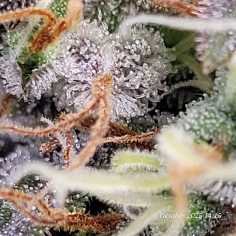 Fast Diesel growlog timeline photo