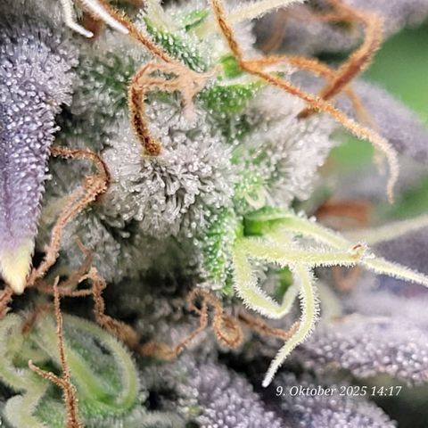 Fast Diesel growlog timeline photo