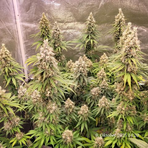 Mexy growlog timeline photo