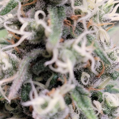 Mexy growlog timeline photo