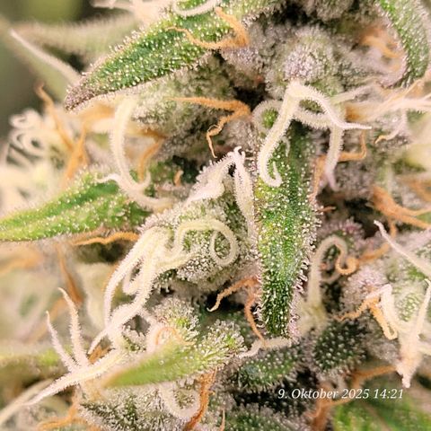 Mexy growlog timeline photo