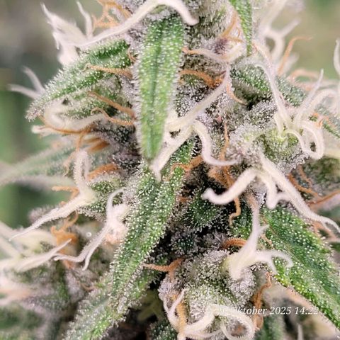 Mexy growlog timeline photo