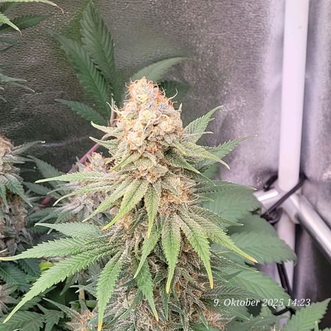 Pearly of Jamaica growlog timeline photo