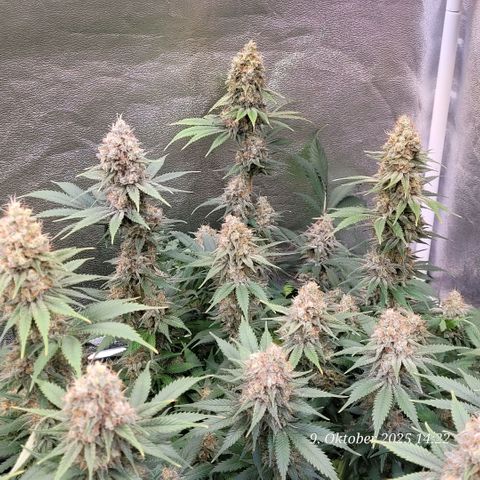 Pearly of Jamaica growlog timeline photo