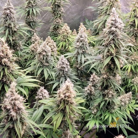 Mexy growlog timeline photo