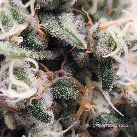 Mexy growlog timeline photo