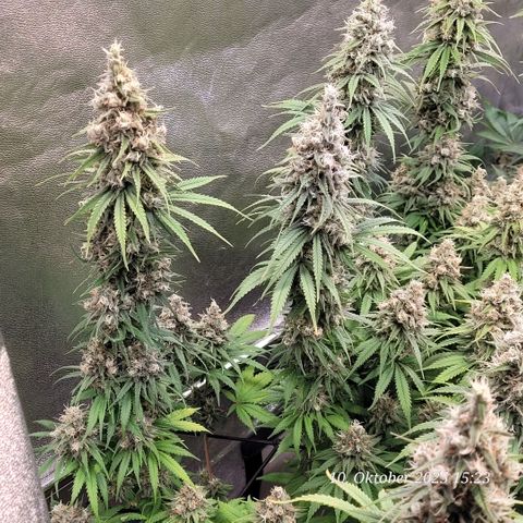 Mexy growlog timeline photo