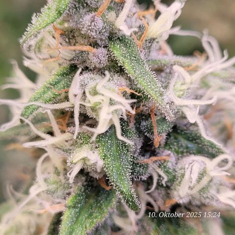 Mexy growlog timeline photo