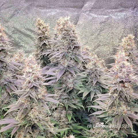 Fast Diesel growlog timeline photo