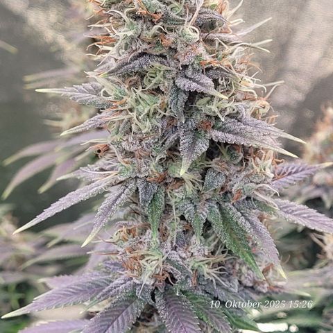 Fast Diesel growlog timeline photo