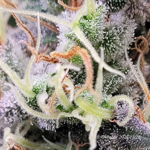 Fast Diesel growlog timeline photo