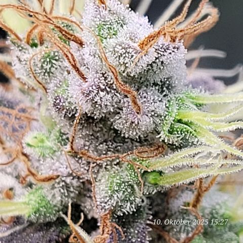 Fast Diesel growlog timeline photo