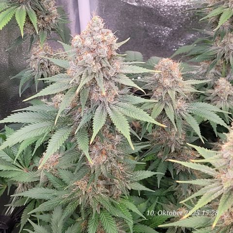 Pearly of Jamaica growlog timeline photo