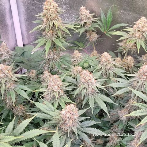 Pearly of Jamaica growlog timeline photo