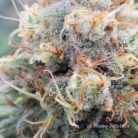 Pearly of Jamaica growlog timeline photo