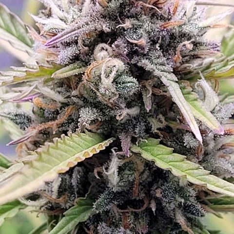 Gelato growlog in Pflanzenpaul 2