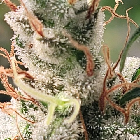 Fast Diesel growlog timeline photo