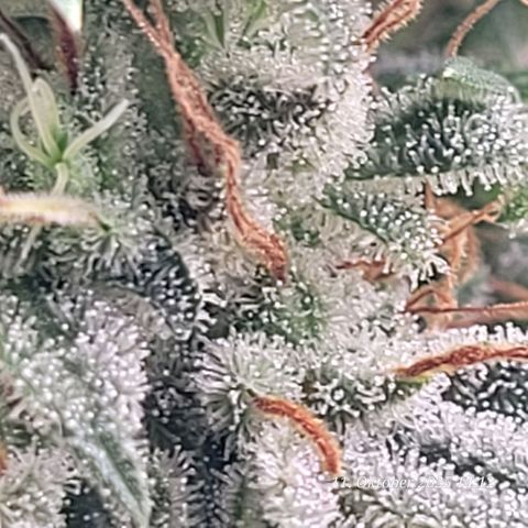 Fast Diesel growlog timeline photo