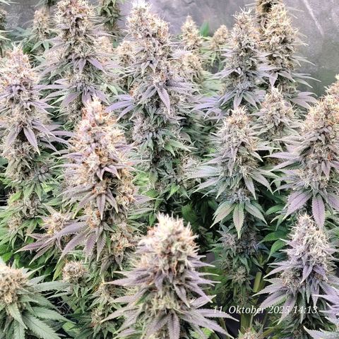 Fast Diesel growlog timeline photo