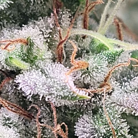 Fast Diesel growlog timeline photo