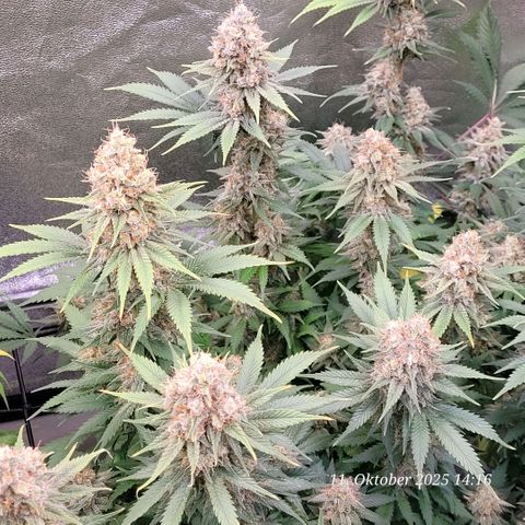 Pearly of Jamaica growlog timeline photo