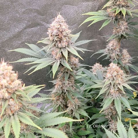 Pearly of Jamaica growlog timeline photo