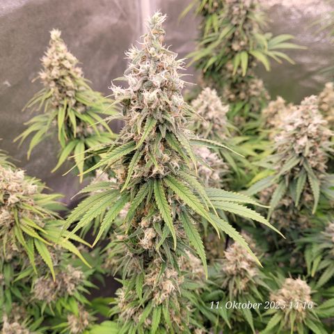 Mexy growlog timeline photo