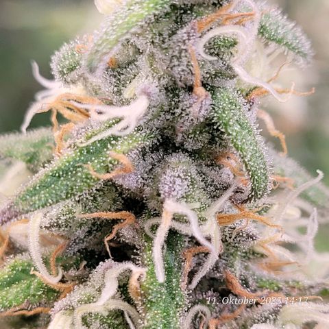 Mexy growlog timeline photo