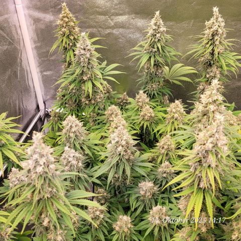 Mexy growlog timeline photo