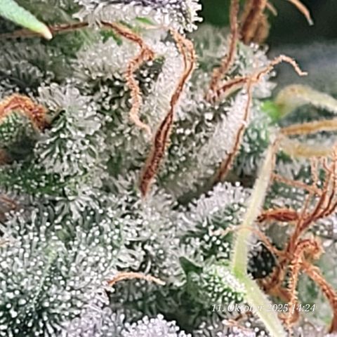 Fast Diesel growlog photo: Im unteren Bereich der Blüte