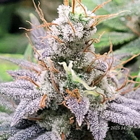 Fast Diesel growlog photo: Unten am Netz stehend
