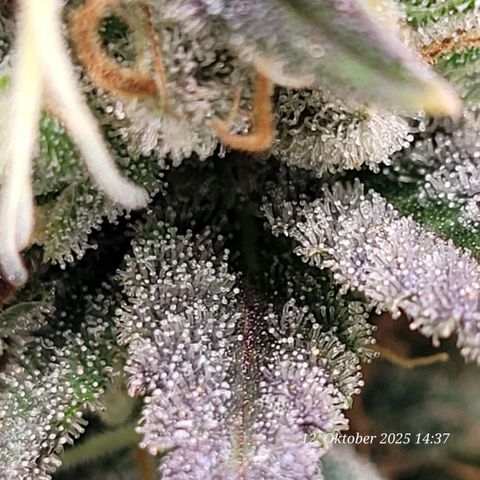 Fast Diesel growlog timeline photo