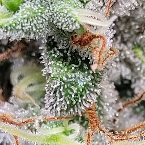 Fast Diesel growlog timeline photo