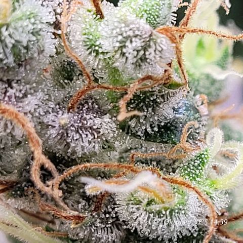 Fast Diesel growlog timeline photo