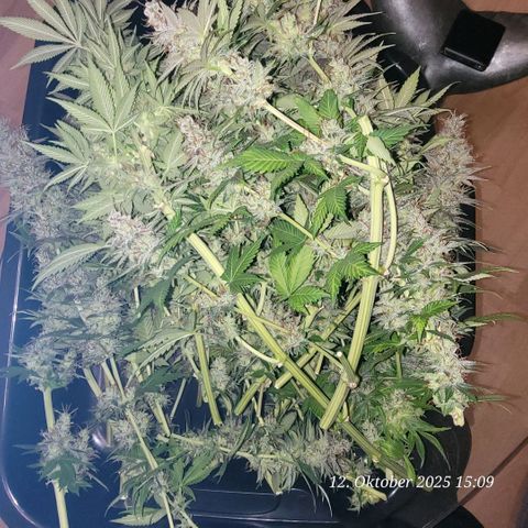 Fast Diesel growlog photo: Nun wird Rest Entlaubt u Nass getrimmt