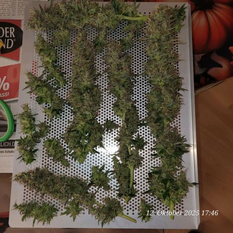 Fast Diesel growlog timeline photo