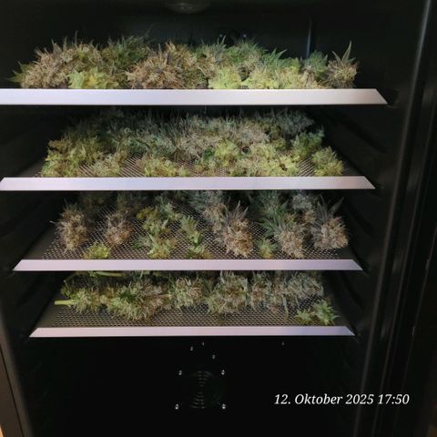 Fast Diesel growlog timeline photo