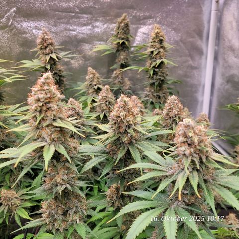Pearly of Jamaica growlog timeline photo