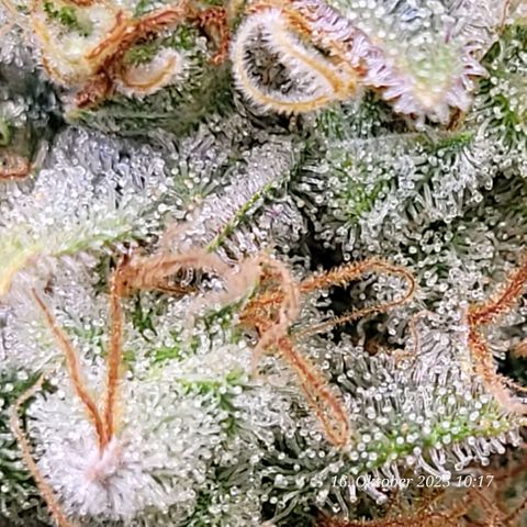 Pearly of Jamaica growlog timeline photo