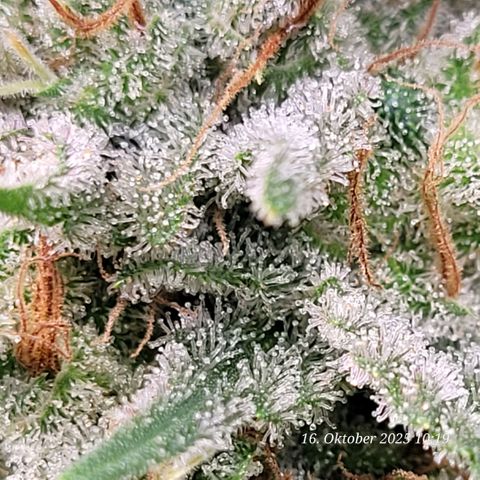 Pearly of Jamaica growlog timeline photo