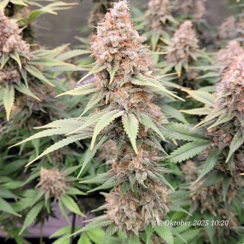 Pearly of Jamaica growlog timeline photo