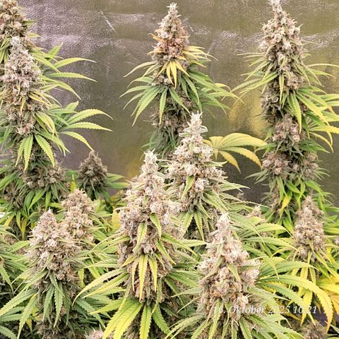 Mexy growlog timeline photo