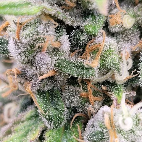 Mexy growlog timeline photo