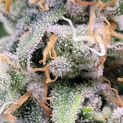 Mexy growlog timeline photo