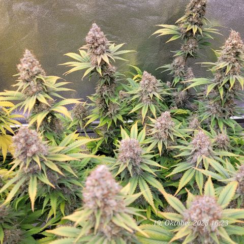 Pearly of Jamaica growlog timeline photo