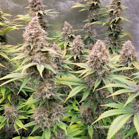 Pearly of Jamaica growlog timeline photo
