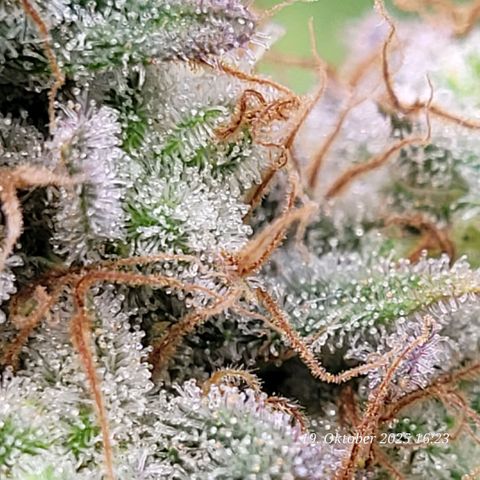 Pearly of Jamaica growlog timeline photo