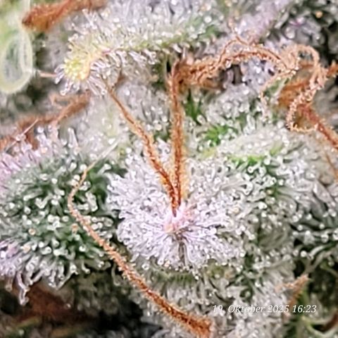 Pearly of Jamaica growlog timeline photo